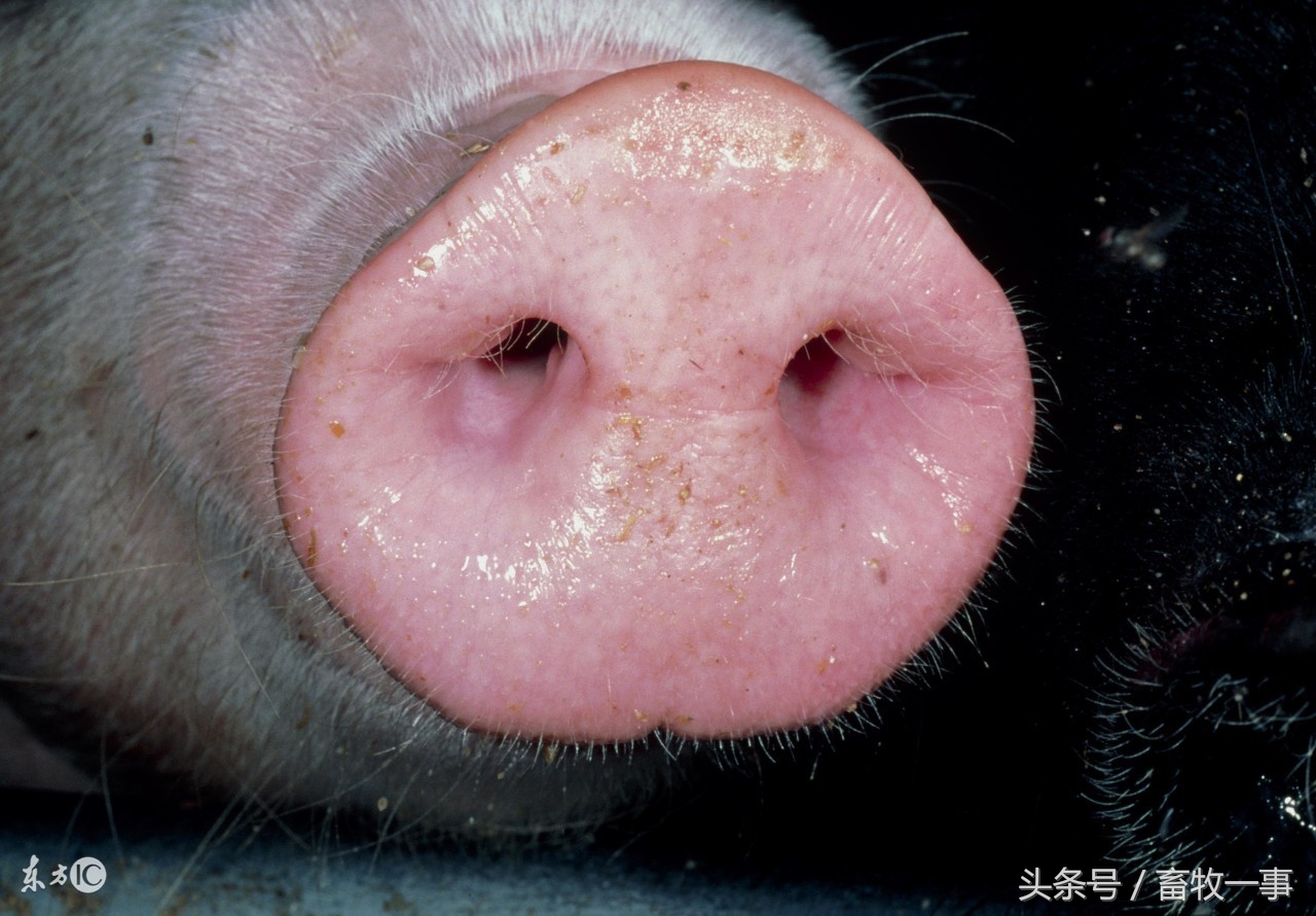 猪的气喘病与品种有关是真的吗？