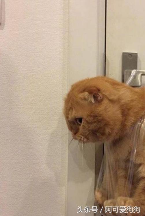 有一只会关心主人的喵星人可真好！