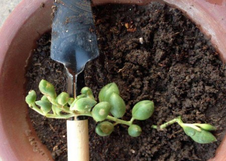 佛珠多肉专用土还需要陶粒垫底吗,多肉佛珠怎么种