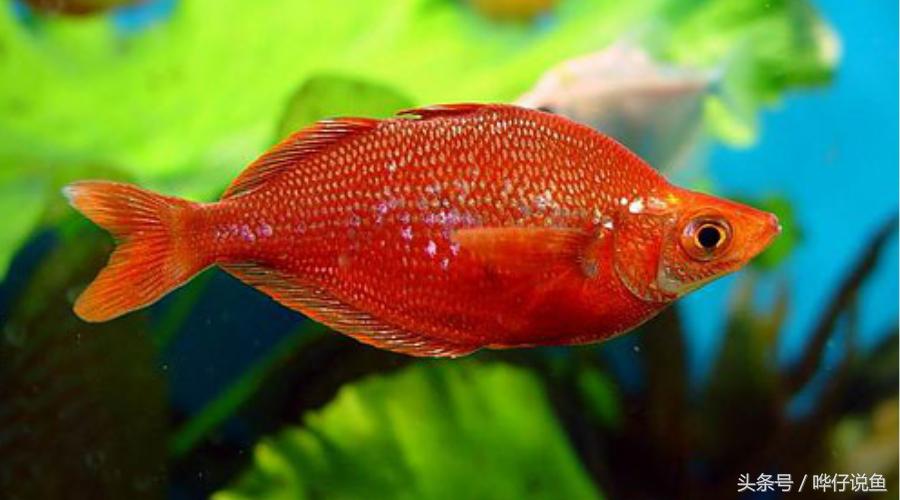 最漂亮的鱼缸大全,六大美女都有哪些