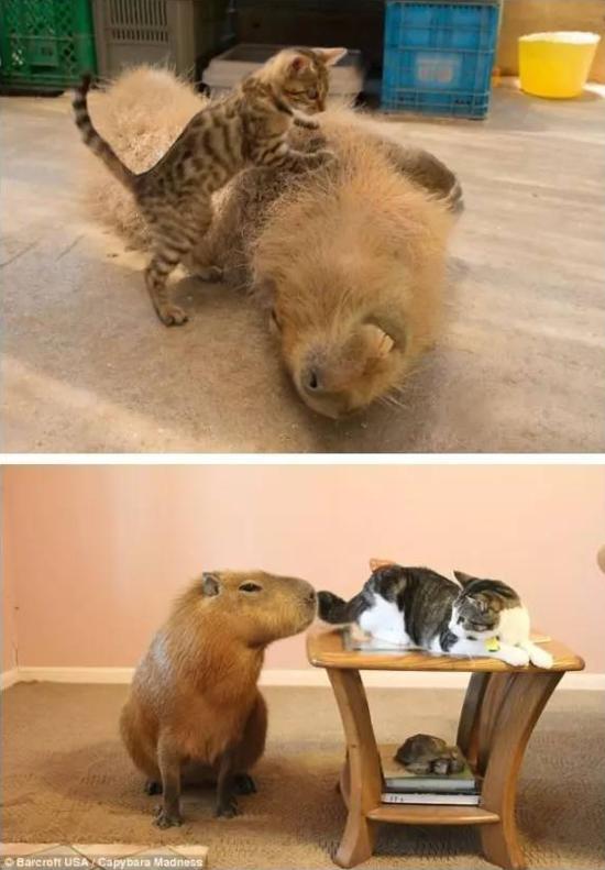 人见人爱车见车载花见花开,人见人爱花见花开车见车英文