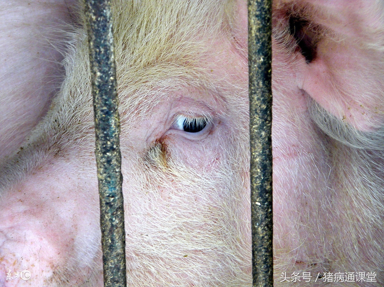 当发生猪弓形虫病时怎样防治？