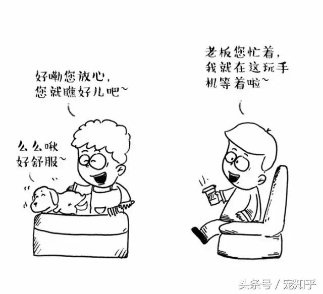 为什么狗总是害怕去宠物店,狗为什么总是害怕进宠物店