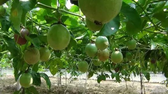 黄金百香果种植技术,百香果修剪技术视频