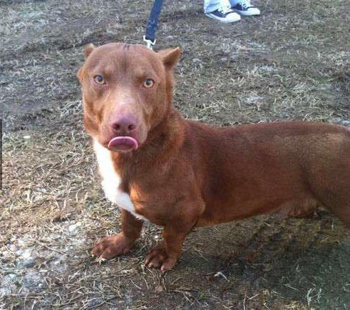 超级可爱的腊肠犬图,超级可爱的混血狗狗