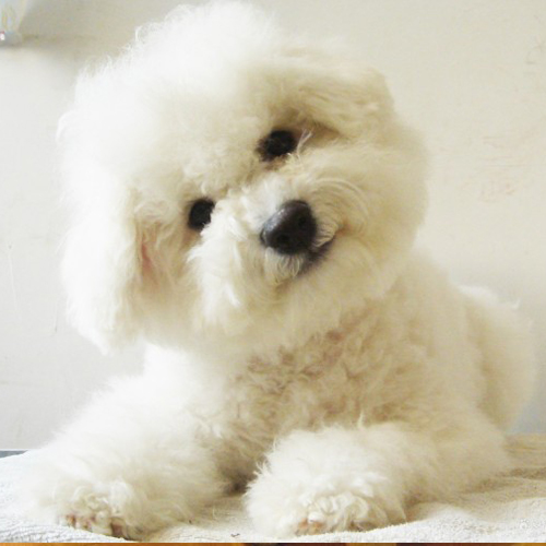 狗狗歪头的解释,狗狗歪头什么预兆