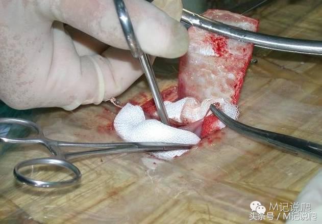 苏卡达陆龟乌龟卡脖子,苏卡达陆龟下颚裂开