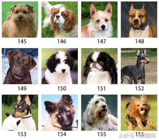 美国akc狗品种,akc品种的标准狗狗都有哪些