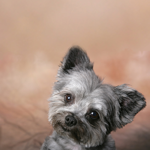 狗狗歪头的解释,狗狗歪头什么预兆