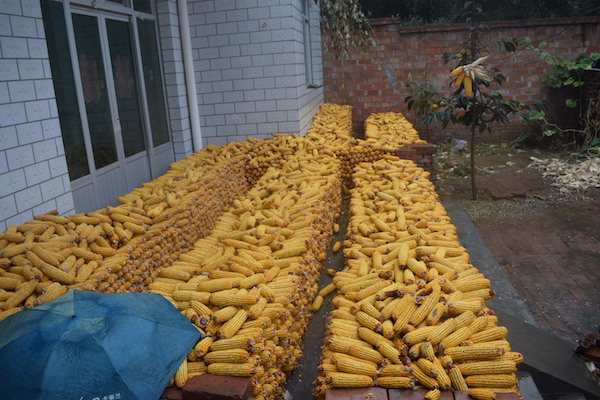 农村的玉米被雨水淋了,玉米被雨水淋了有影响吗