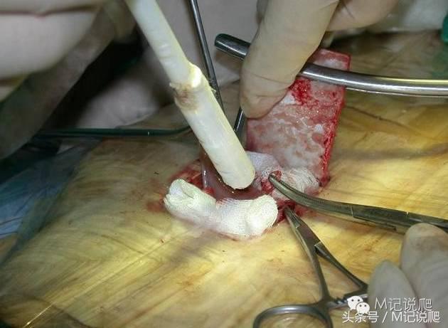 苏卡达陆龟乌龟卡脖子,苏卡达陆龟下颚裂开