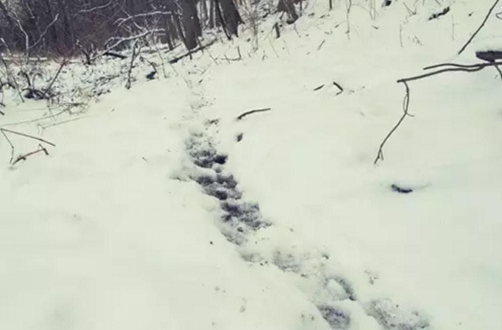 野外生存diy教你制作捕捉陷阱,野外求生陷阱简单大全