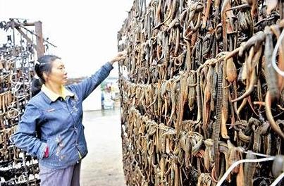 下水田摸鱼,下塘捕鱼全身沾满泥