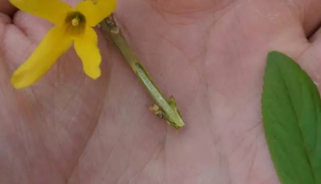 植物傻傻分不清,植物界的姐妹花