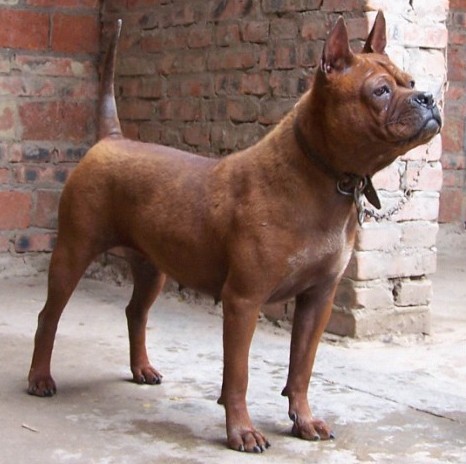 真中华田园犬,川东猎犬在中国猛犬排第几