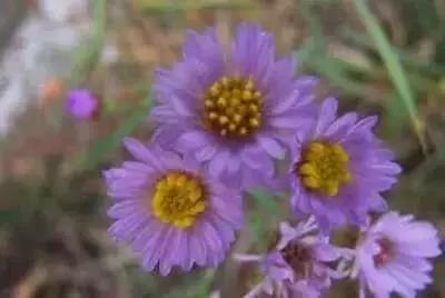 天津人可以吃的各种野菜图谱,天津吃货必须去的小吃