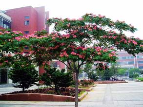 久服安神，欢乐无忧，专治心思不遂神经衰弱，你造吗？