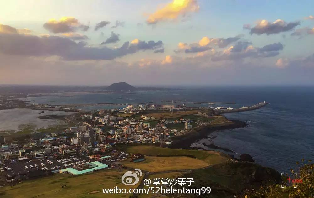 做一只治愈的猫,做一只快乐的柴犬