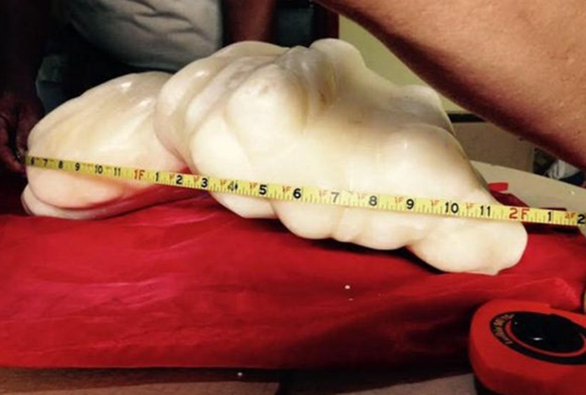 世界上贝壳里面最大的珍珠,最大珍珠贝壳