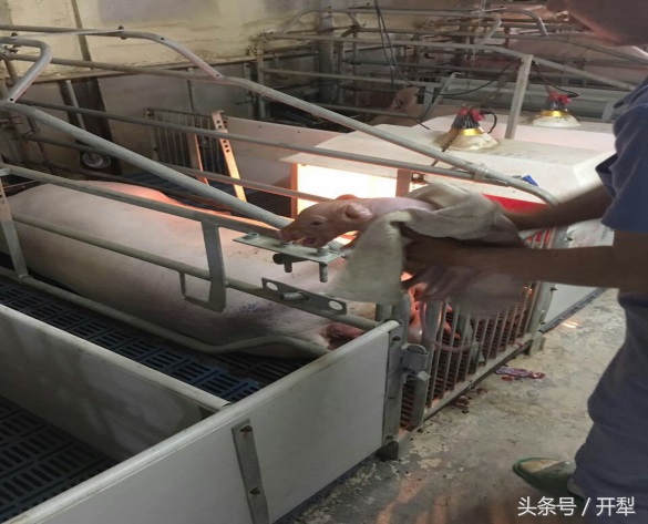 仔猪断奶后怎么管理,外购仔猪饲养管理