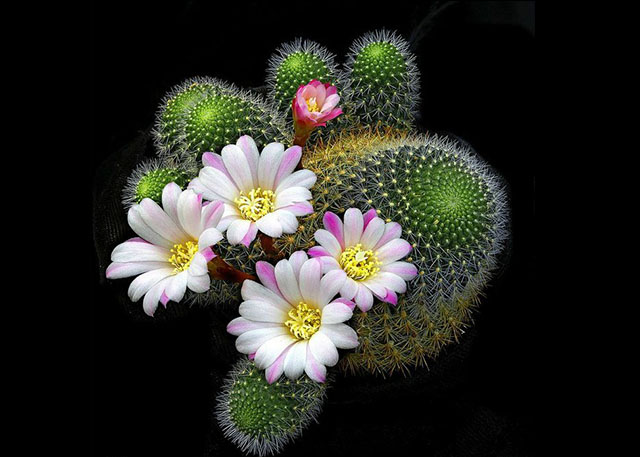 仙人球真的可以防电脑辐射吗,仙人球可以防辐射防甲醛吗