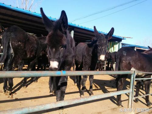 小驴拉大磨一坎接一坎,小毛驴有没有钱