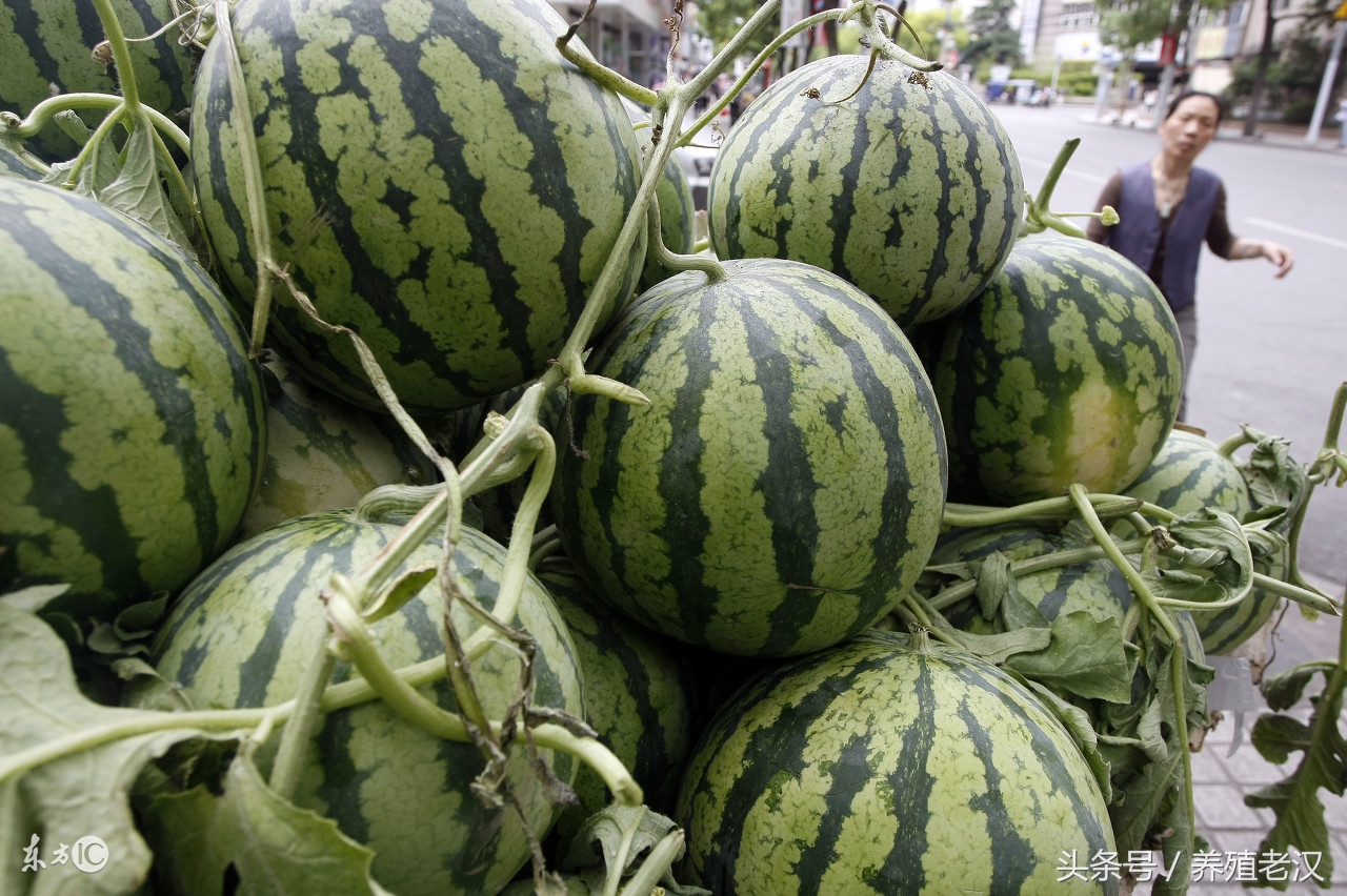 猪血痢疾怎么引起的,猪血尿病因及治疗