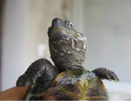 乌龟中耳炎消炎用啥药,乌龟中耳炎怎么抓住乌龟的头