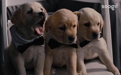 拉布拉多犬百科知识科普,了解拉布拉多犬的基本信息