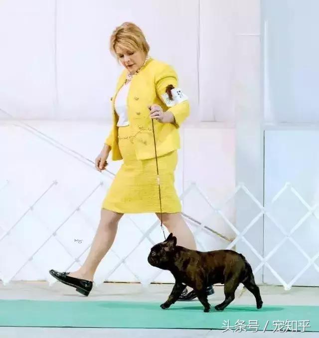 世界名犬英国,世界名犬杜高犬