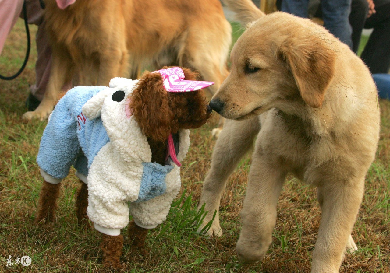 别不可思议，狗狗也有生理期！