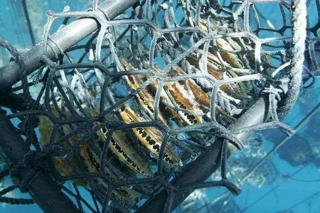 最贵的天然珍珠价格是多少钱,最贵天然珍珠