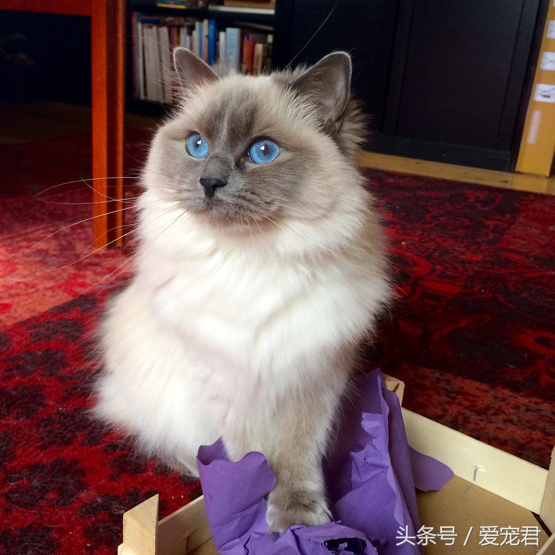 猫咪的猫砂盆特别臭解决办法,怎么才能让猫咪的猫砂不臭