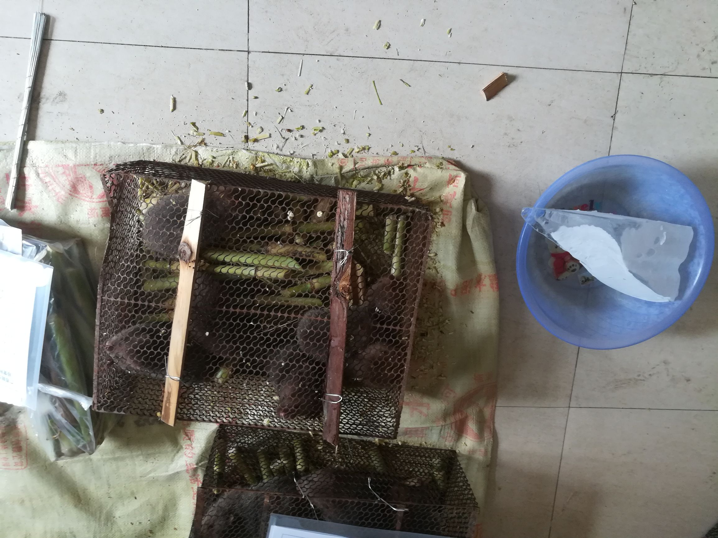 温度超过30度竹鼠会中暑吗,竹鼠冬天在稻草里会中暑吗