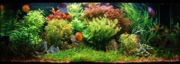 老王家的池塘视频,小型水榕水草推荐