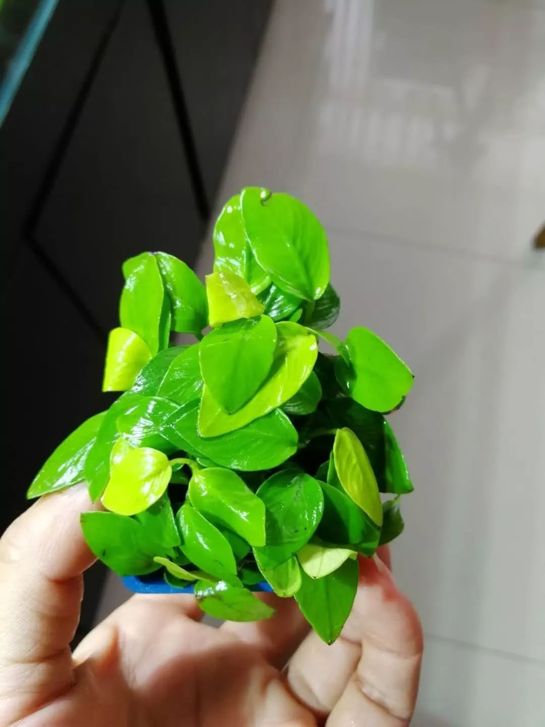 水榕需要种在水草泥里吗,水草造景生命之树