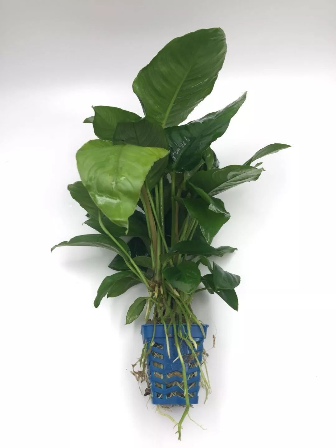 老王家的池塘视频,小型水榕水草推荐