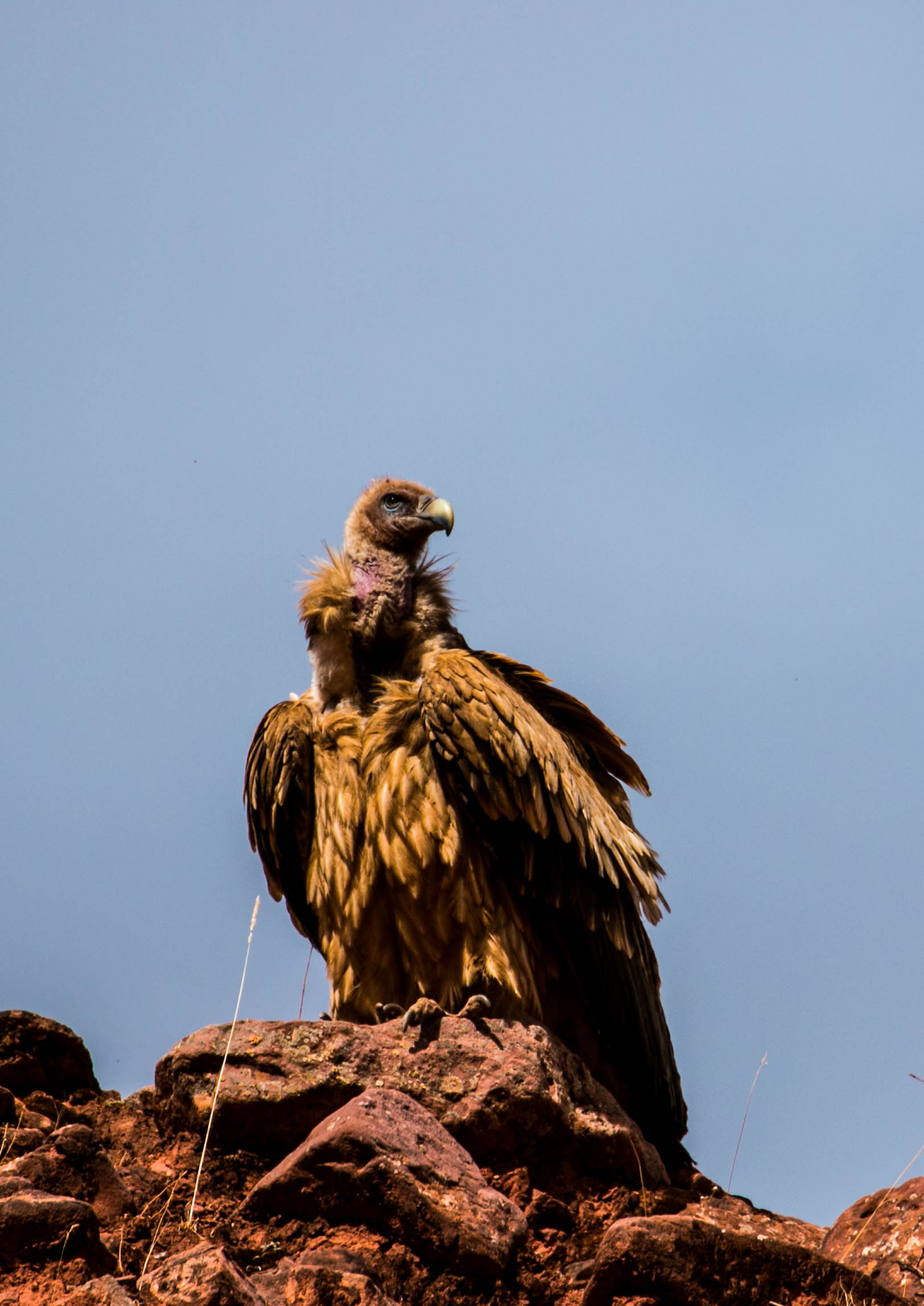 *藏西**的山石上,抱琴不愿归