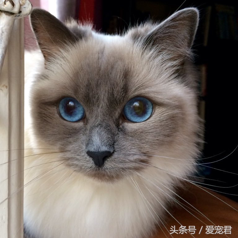 猫咪的猫砂盆特别臭解决办法,怎么才能让猫咪的猫砂不臭