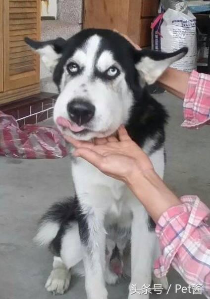 狗被蜜蜂蛰了脸都肿了哈士奇,哈士奇被蜜蜂蛰前后的图片