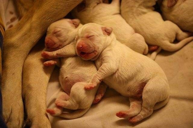 狗狗如何判断主人怀孕,主人怀孕初期狗狗有什么反应