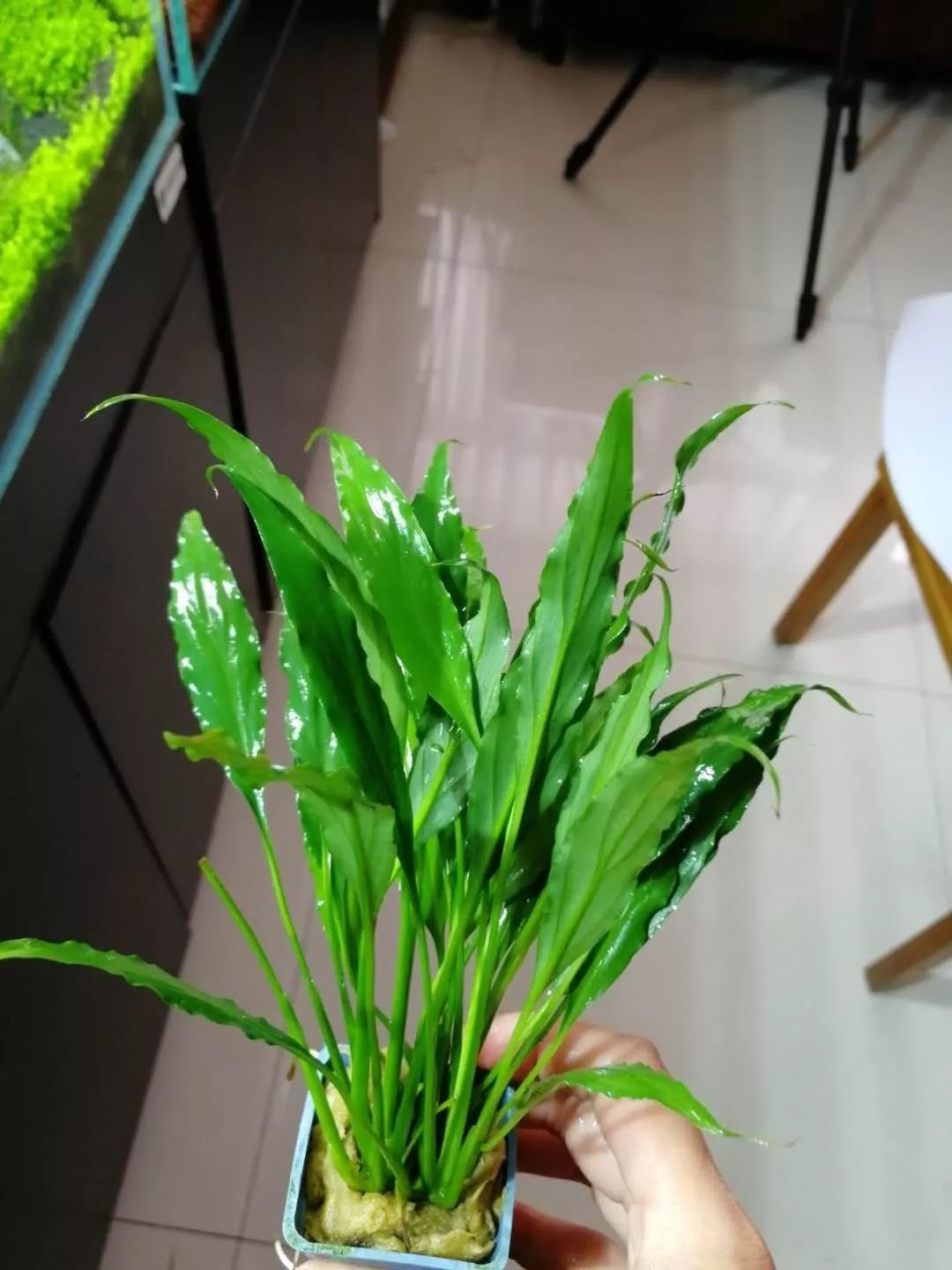 水榕需要种在水草泥里吗,水草造景生命之树