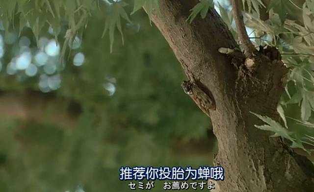 又到了熊生的十字路口，来一场cosplay吧~