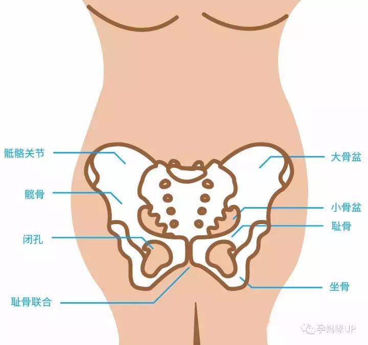 大腿根部酸痛抬腿受限,耻骨分离为什么会导致大腿根难受