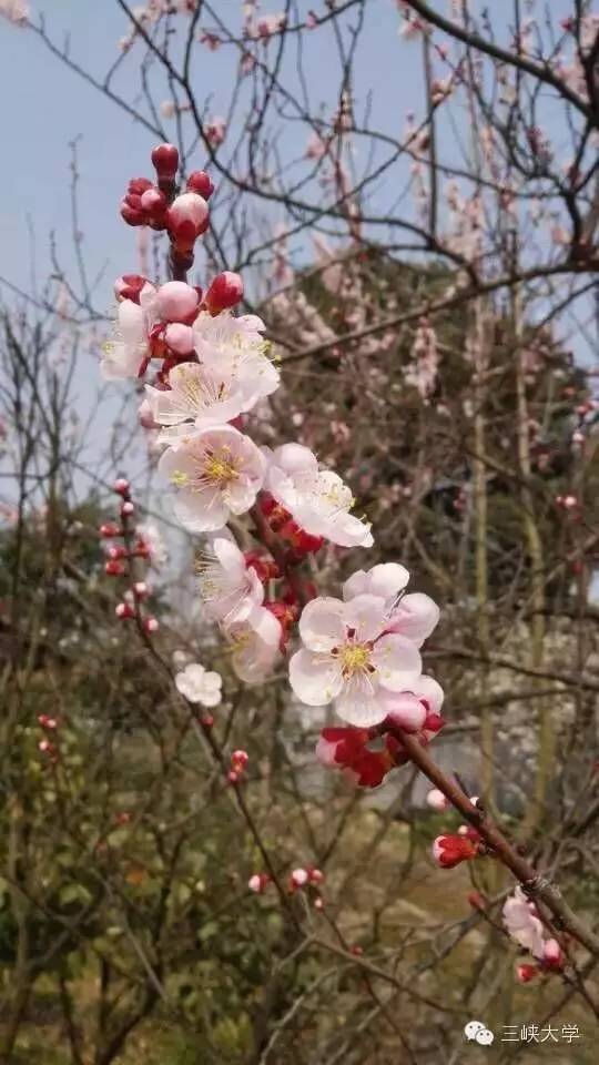 周末去三里街公园看花,周末游三凤山看桃花