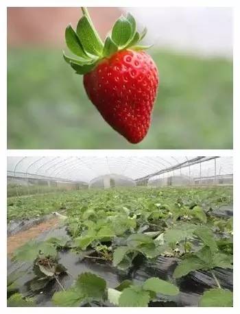 踏青采草莓的方法,春游草莓园