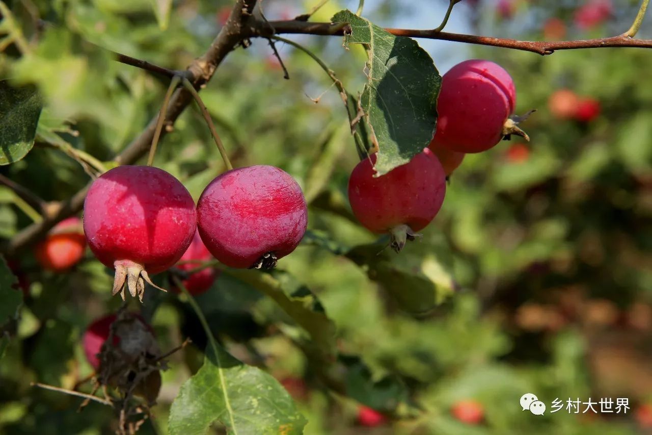 水果中的补钙之王,钙中之王吃什么水果