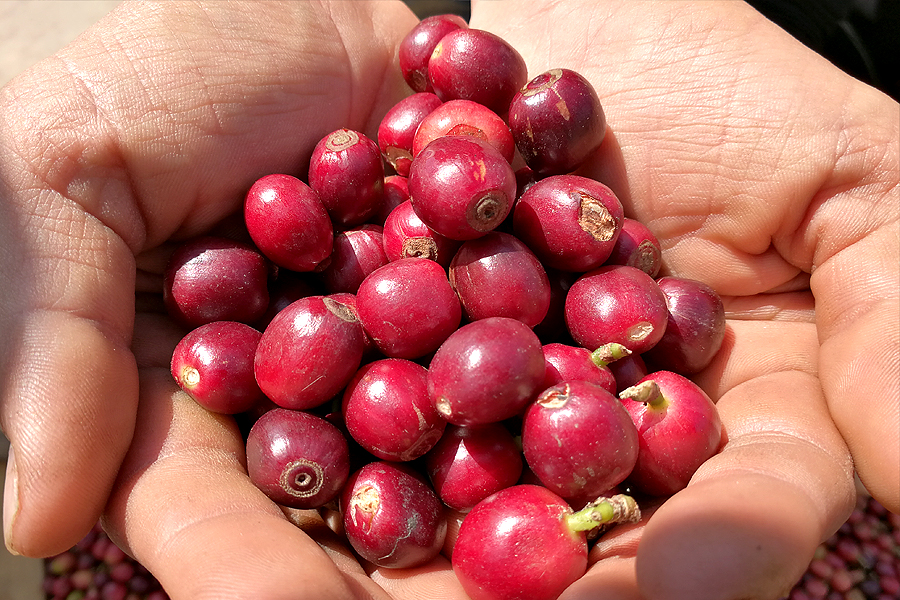 猫屎咖啡和象屎咖啡,猫屎咖啡贵么