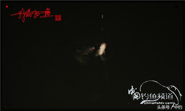 夜钓继续过小瘾，回家煲煲爱心粥