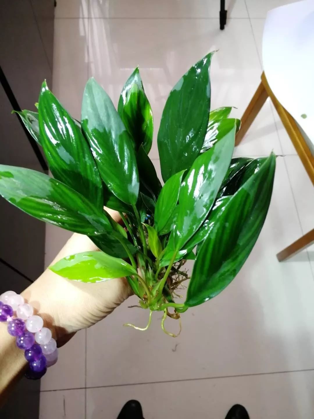 老王家的池塘视频,小型水榕水草推荐